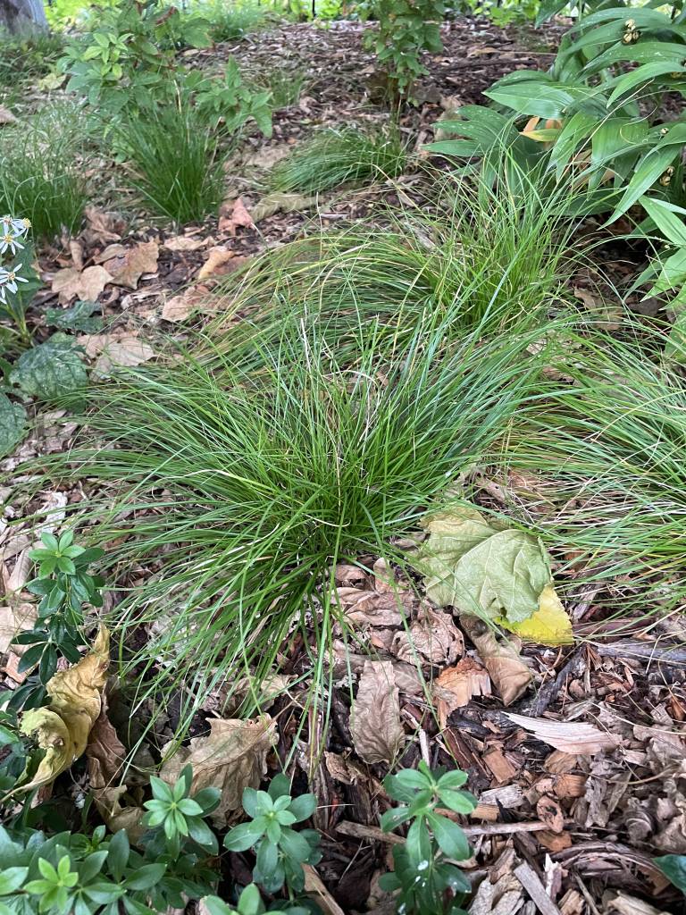 Plant name: Appalachia Sedge Carex appalachia 